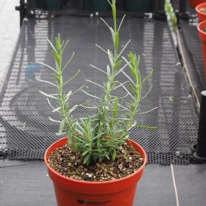 English Lavender