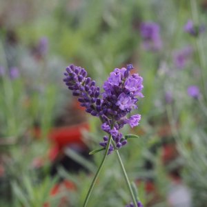 Vicenza Blue Lavender